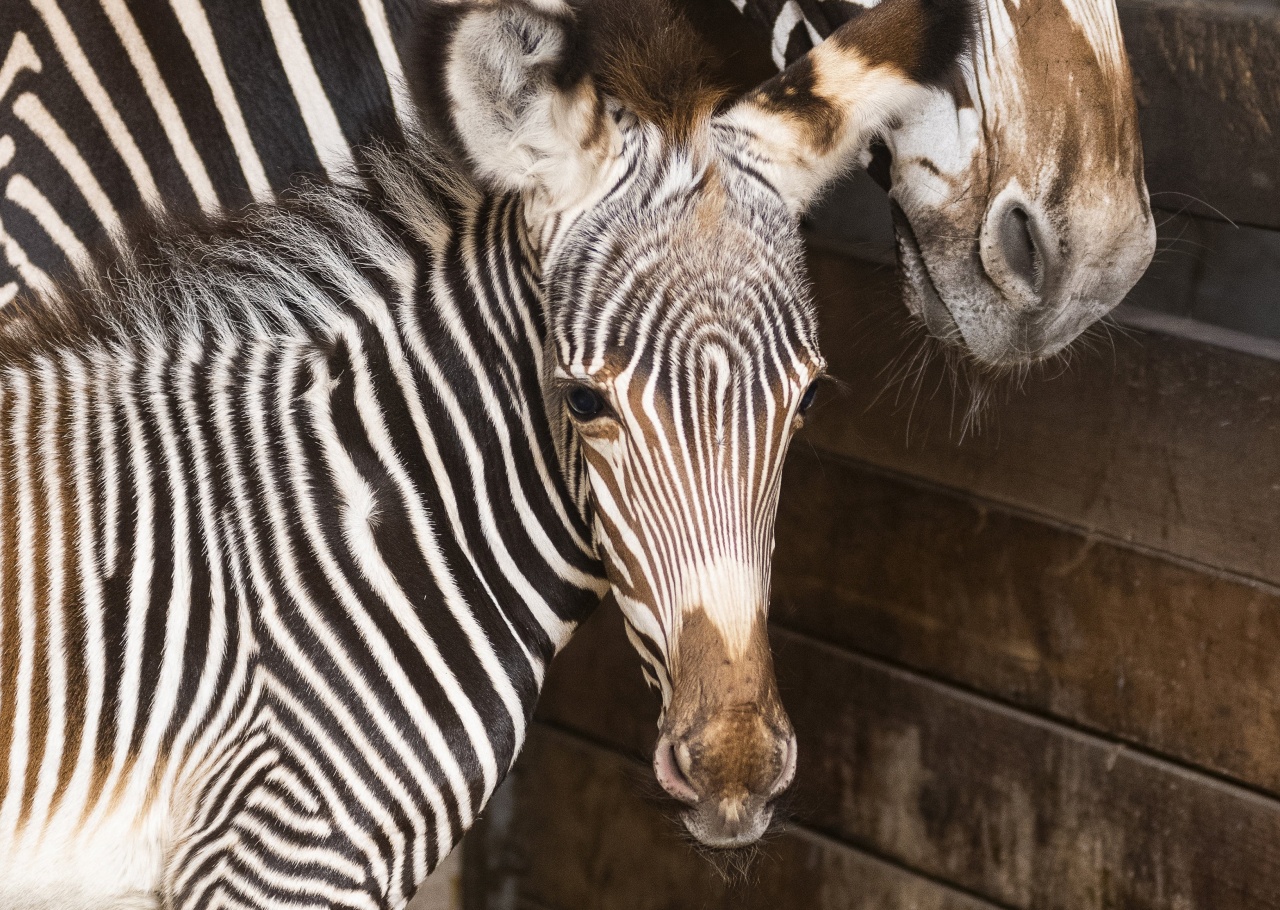 Megszületett a Nyíregyházi Állatpark idei első állatbébije