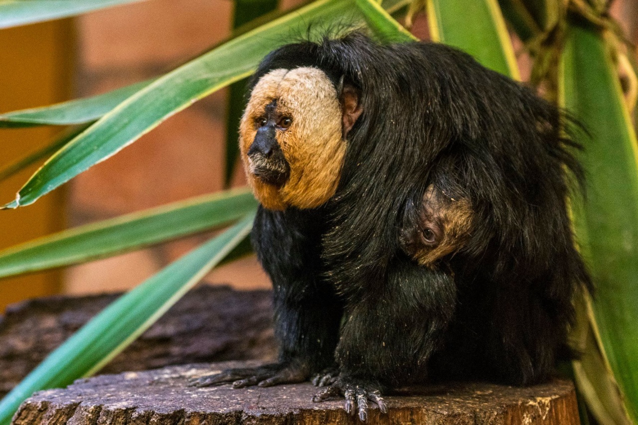 Apaságból jeles – Így lett az elmúlásból csoda a Nyíregyházi Állatparkban