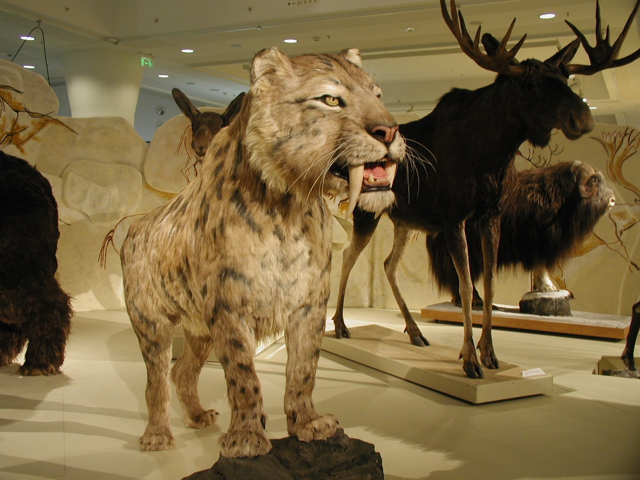 Jégkorszak - kiállítás a Jósa András Múzeumban