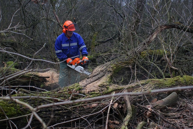 Munkák a Sóstói erdőben