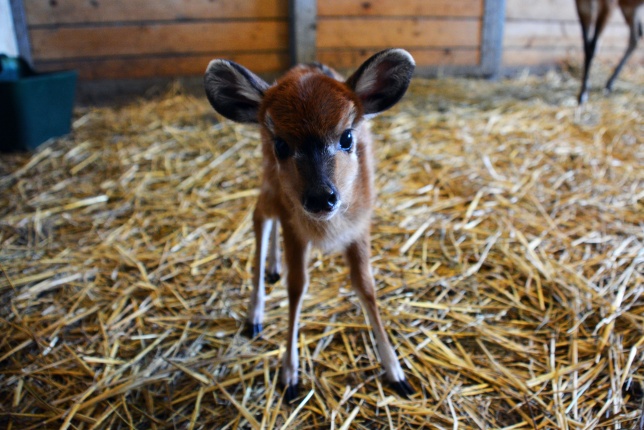 Antilop Borjú a Nyíregyházi Állatparkban