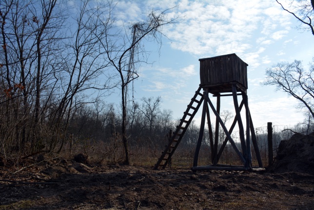 Vadászles a sóstói erdőben