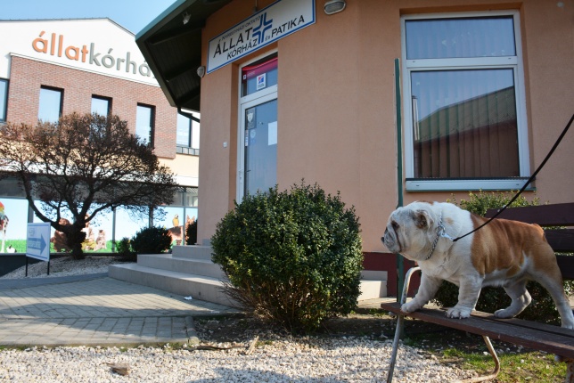 Nyíregyházi Állatkórház