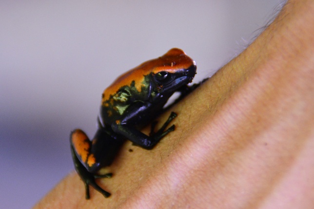 Nyílméreg békák a Nyíregyházi Állatparkban