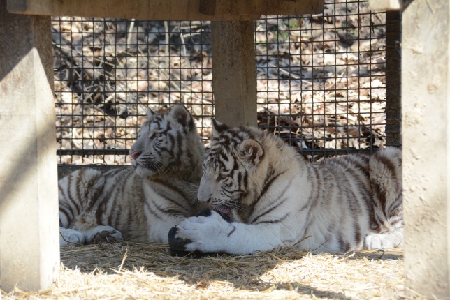 Fehér tigriskölykök érkeztek az Állatparkba