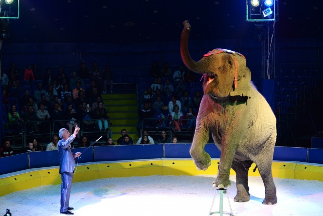 Az Exit Cirkusz előadása 