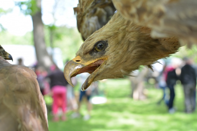 Madarak és Fák Napja a Tuzson János Botanikus Kertben