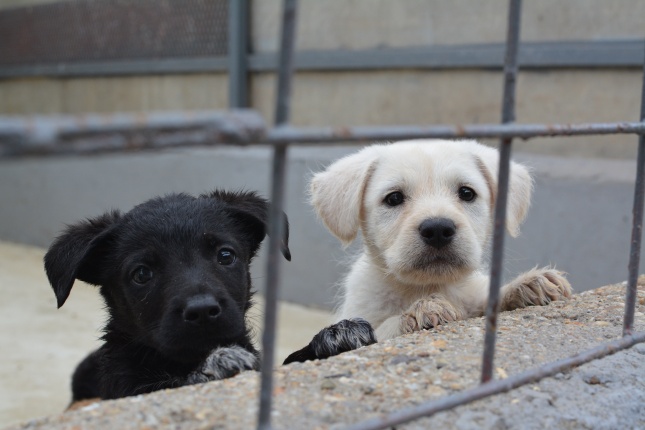 Telt ház az állatotthonban