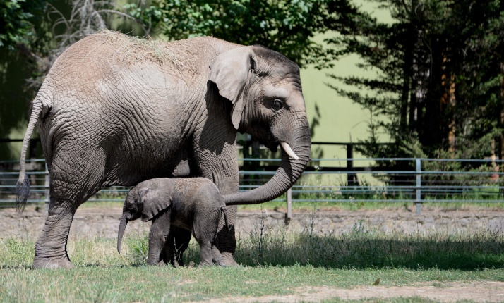 Már látogatható az afrikai elefántbébi