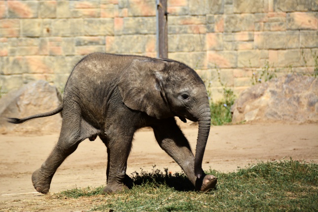 Kito-nak keresztelték az elefántbabát