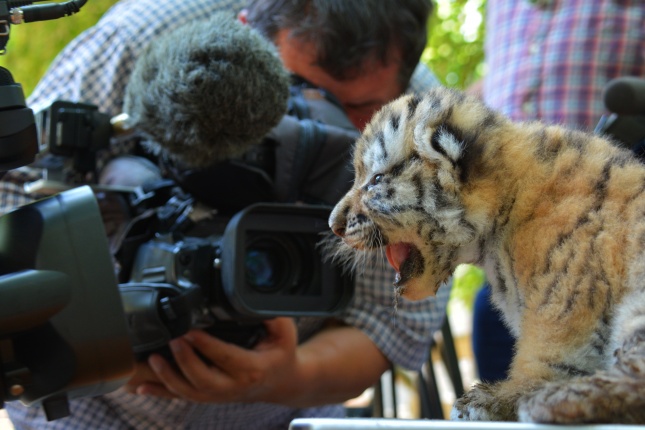 Megérkeztek az Állatpark Celeb Ragadozói 