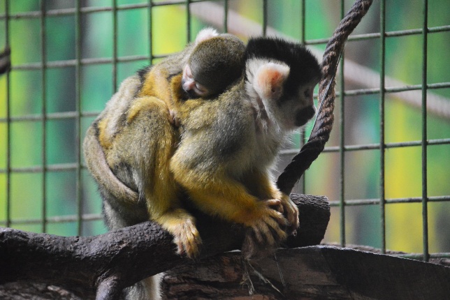 Halálfejes majmocska született