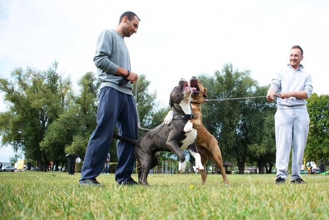 Fesztivál az állatokért 2015