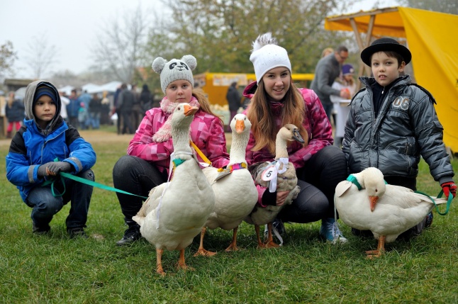 Márton-napi vigasságok 2015
