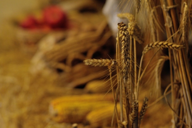 Agrárszakképzési tájékoztató