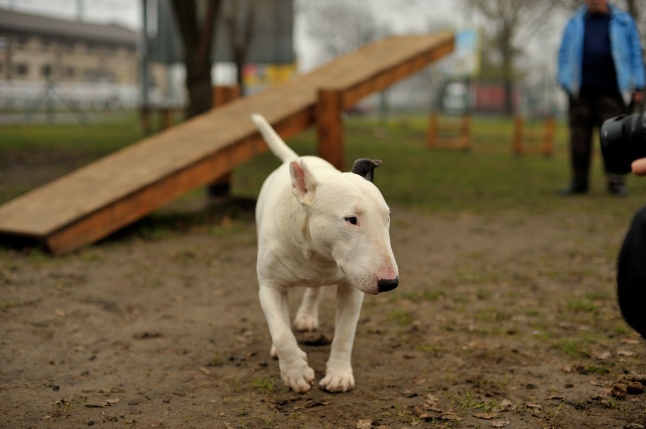 Kutyafuttató az Érkertben