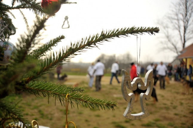 Állatok karácsonya