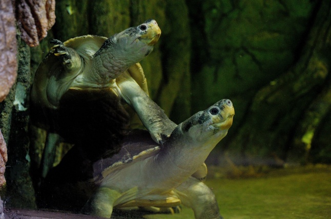 Borneói folyami teknősök az Állatparkban