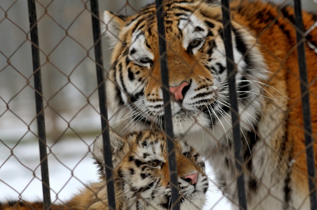 Téli csendélet a Nyíregyházi Állatparkban
