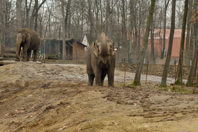 Tavaszváró az Állatparkban