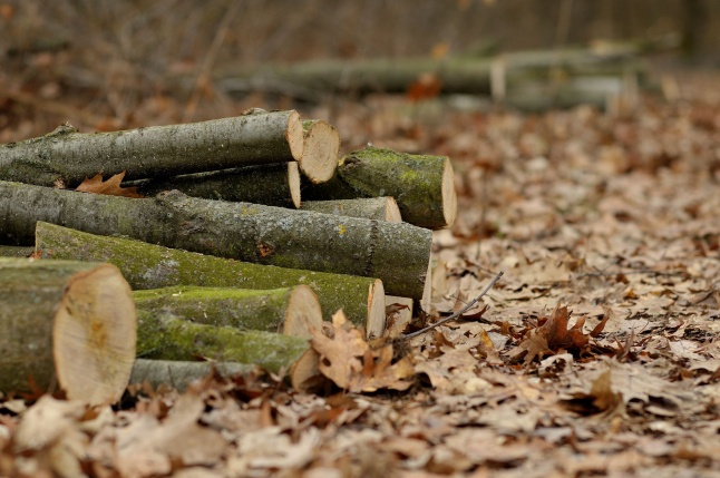 Erdőkezelés Sóstón