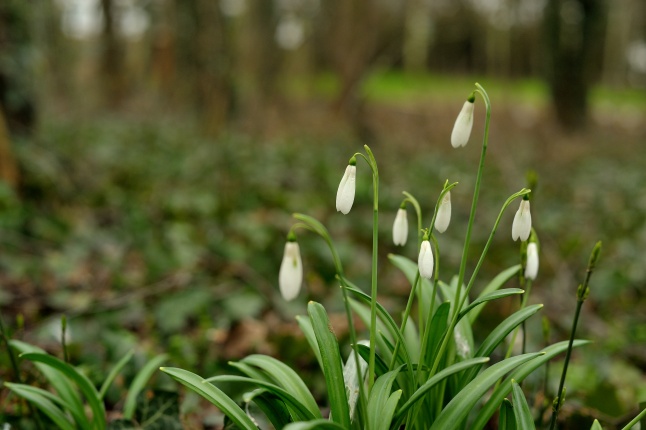 Tavasz első virágai