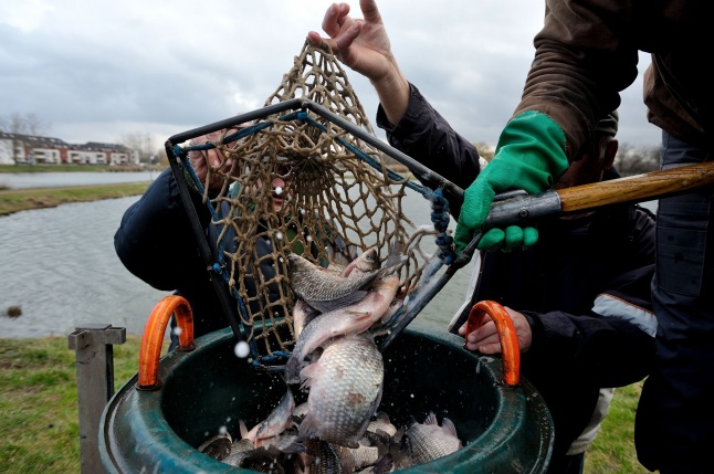 Haltelepítés a Bujtoson