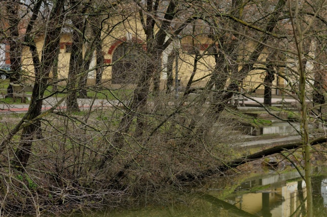 Veszélyes fák Sóstón