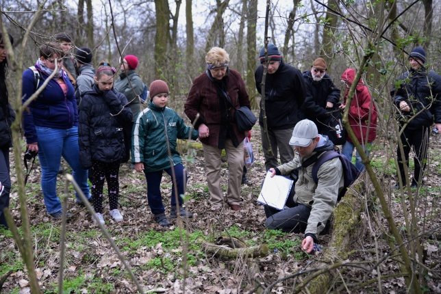 Csillagvirág számlálás a Sóstói erdőben