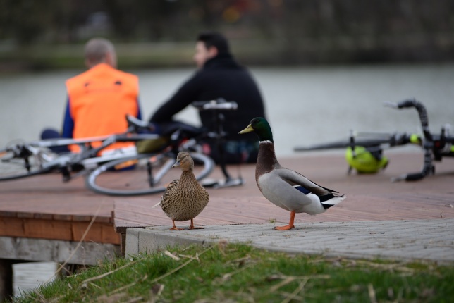 Kora tavasz a Sóstón 1