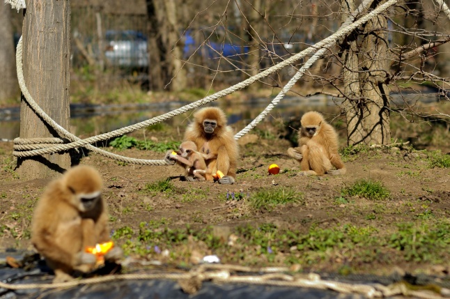 A tavasz érkezése az Állatparkban
