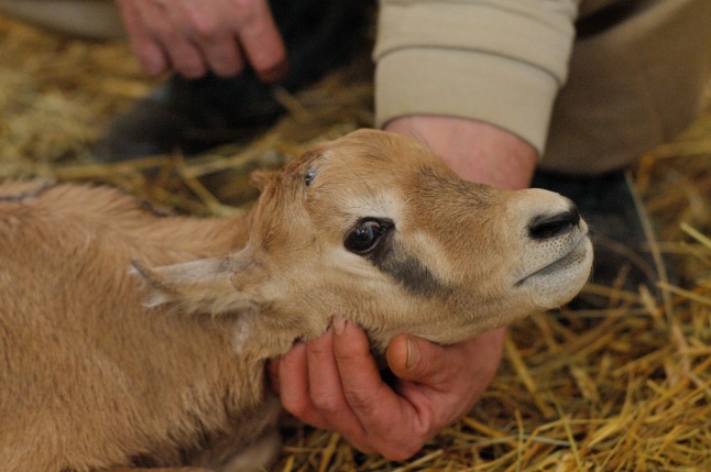 Ritka antilop született az Állatparkban