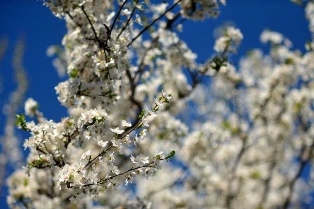 Tavaszi virágzás a belvárosban