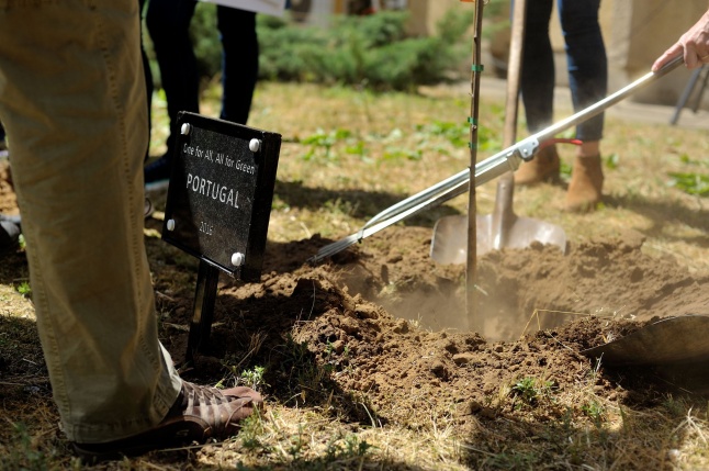 Faültetés a Sipkayban