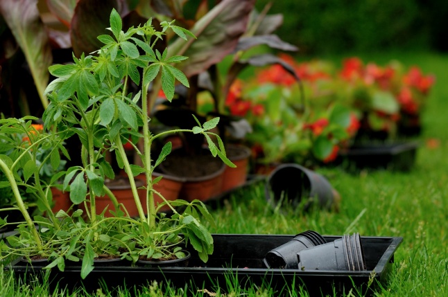 Virágosítás Nyíregyházán