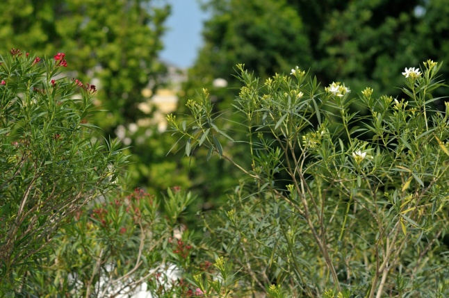 Leanderek a belvárosban