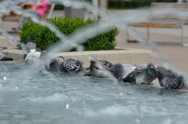 Belvárosi strand galamb módra