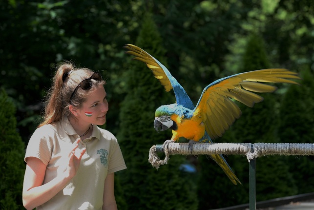 A papagáj magyar győzelemet jósolt!