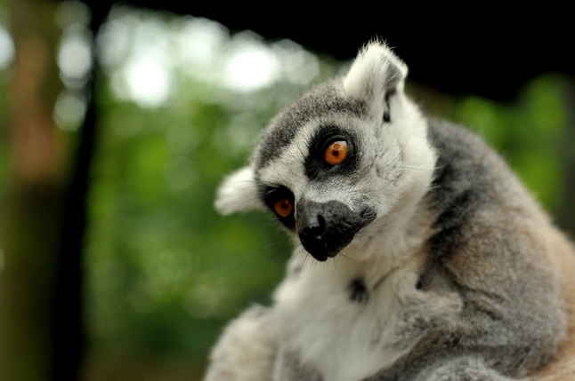 Egy hétköznap az Állatparkban
