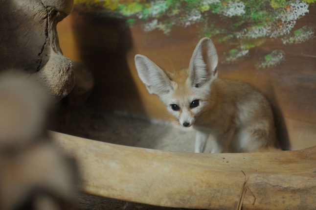 Sivatagi róka az Állatparkban