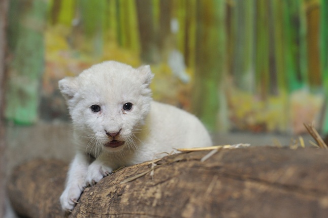 Látogatóban a kis fehér oroszlánnál - fotó Szarka Lajos