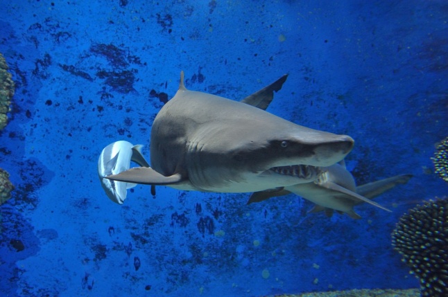 Homoki tigriscápa érkezett az Állatparkba - fotó Szarka Lajos