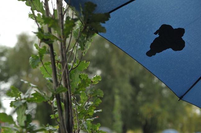 Fák a Michelintől - fotó Szarka Lajos