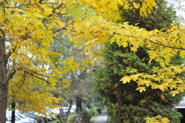 Itt van az ősz, itt van újra - fotó Szarka Lajos