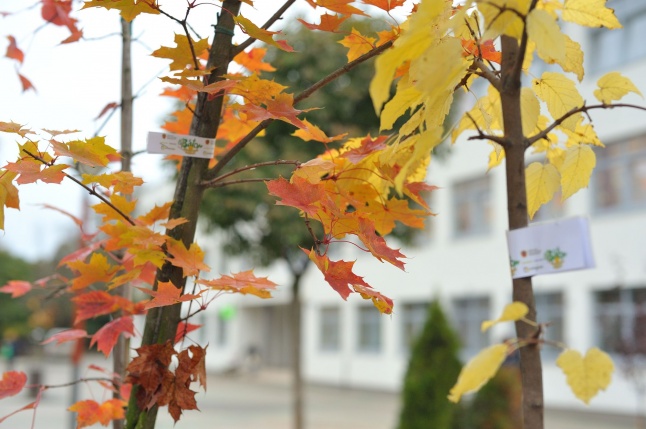 Faültetés Örökösföldön - fotó Szarka Lajos