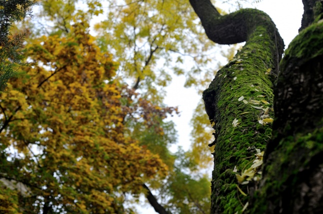 Sokarcú ősz Nyíregyházán - fotó Szarka Lajos