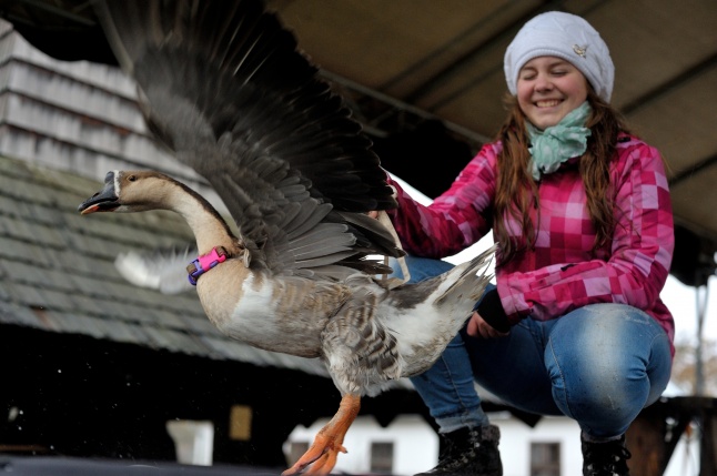 Márton-napi vigasság - fotó Szarka Lajos