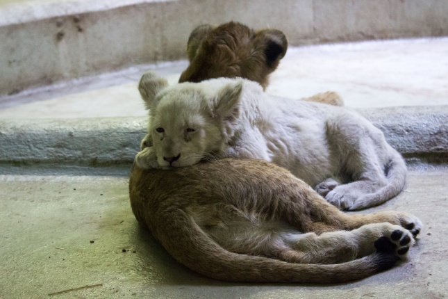 Kisoroszlánok az Állatparkban - fotó Szarka Lajos