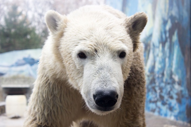 Fiete, a jegesmedve érkezett az Állatparkba - fotó Szarka Lajos