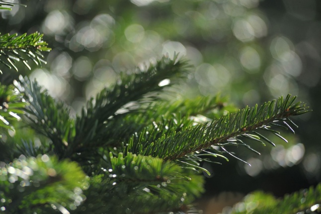 Karácsonyvárás a piacon - fotó Szarka Lajos